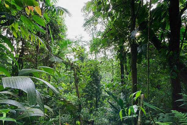 istock Tropical rainforest in Costa Rica 522760605