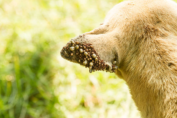 Dog ticks stock photo