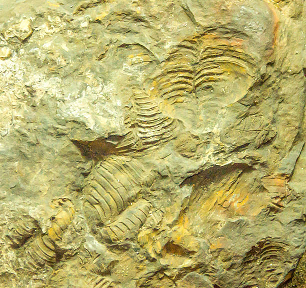 istock Fossils of brachiopods oldhamina 522761365