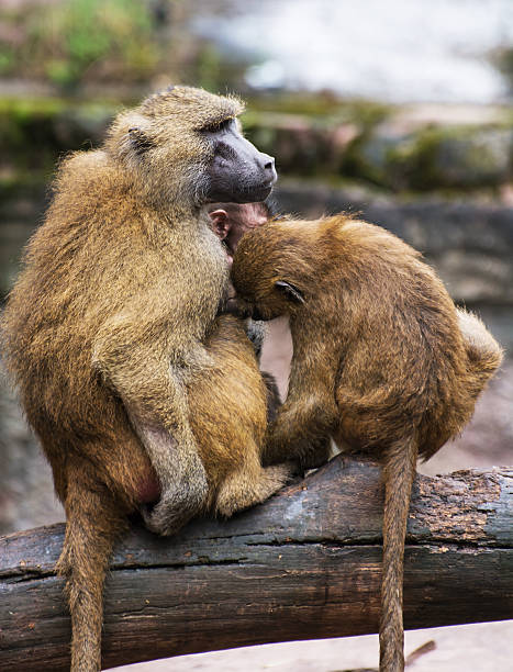 istock Guinea baboon family photo 522761563