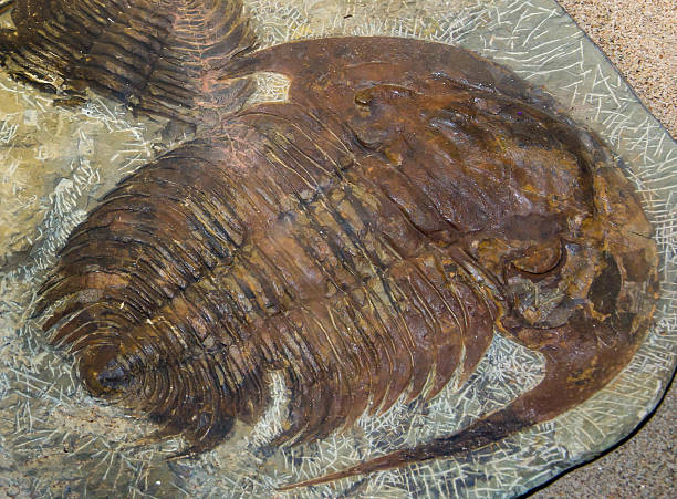 Trilobite Paradoxides spiulosus