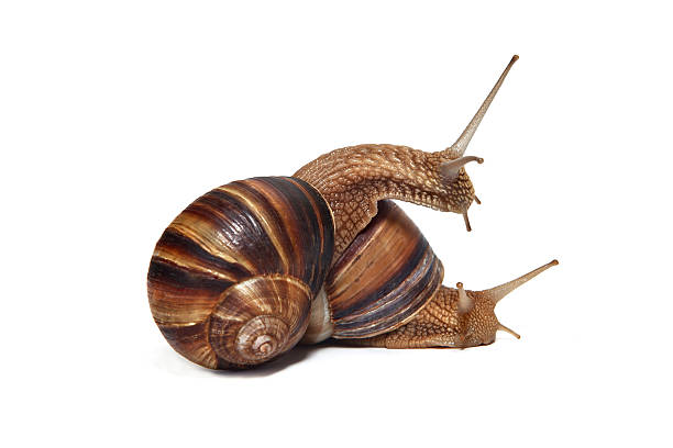istock Couple of Snails on a white background 522762975