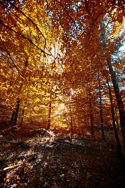 istock forest autumn time,abstract colorful background 522763731