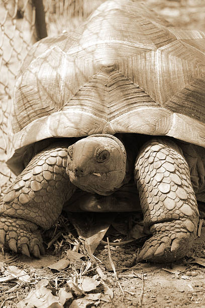 istock Turtles crawling in the nature 522763943