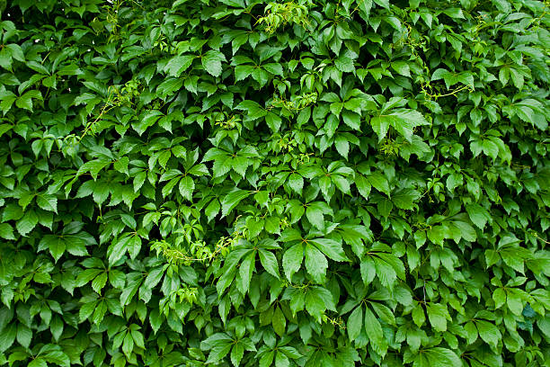 bindweed stock photo