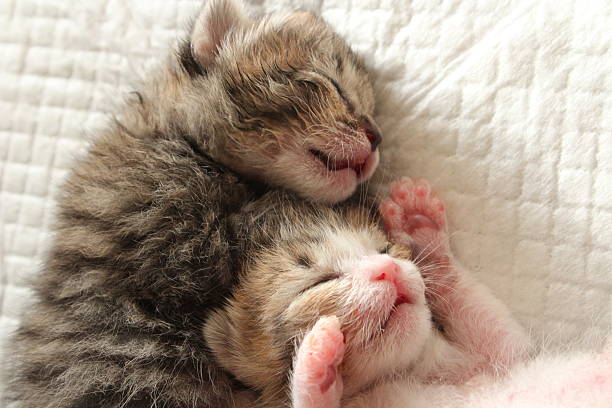 istock baby cats are taking a nap 522764185