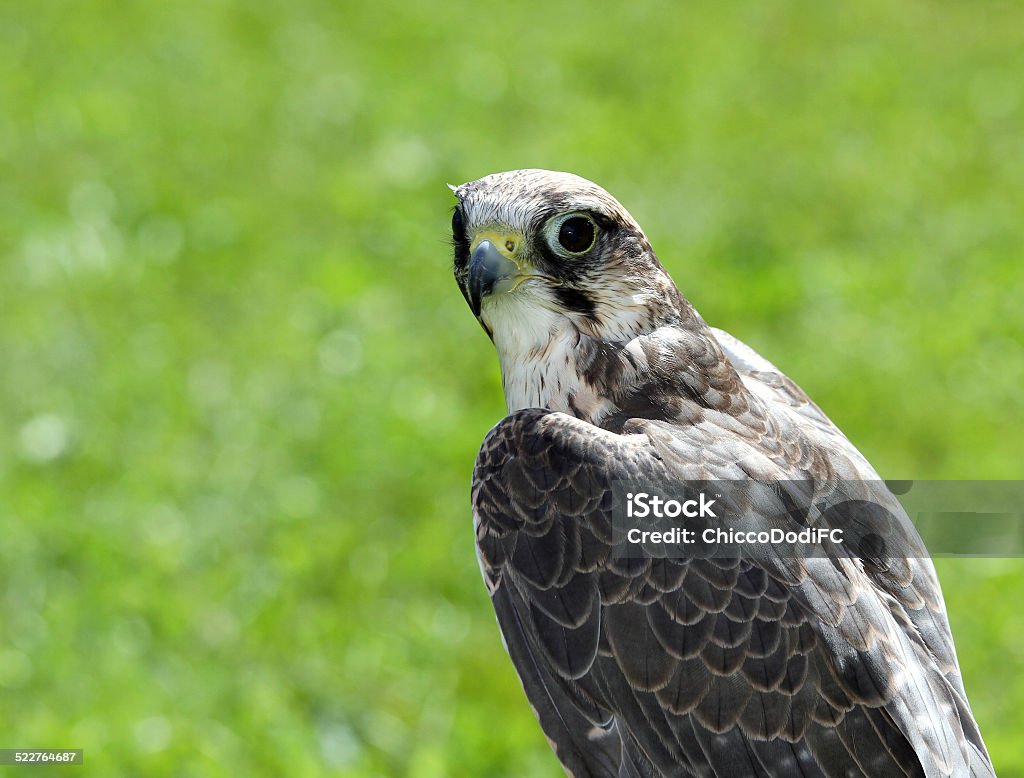 Peregrine Falcon with black eyes with the green background large Peregrine Falcon with black eyes with the green background Animal Stock Photo