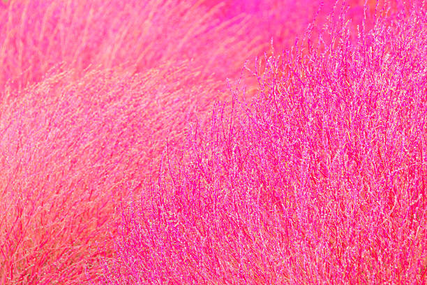 istock Close up of red Kochia 522766233