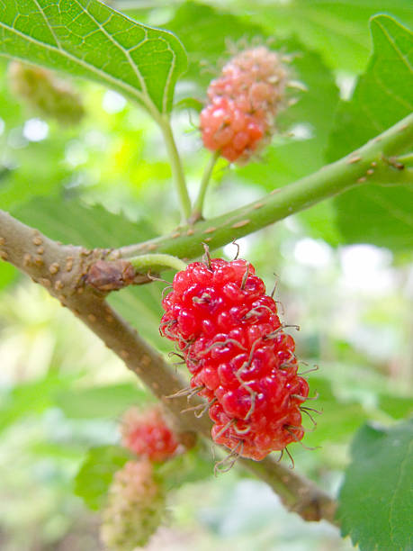 istock berry fruit in nature mulberry twig 522767241