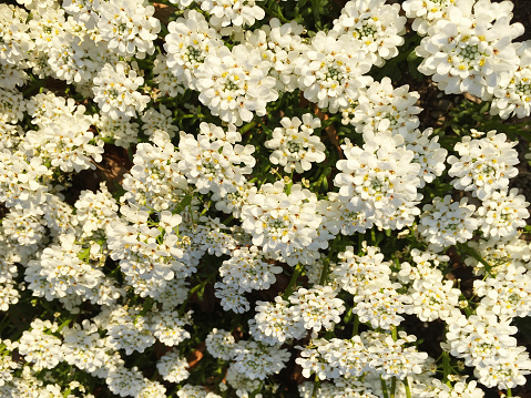 Iberis or Candytuft and lovely white ground cover blooming in early spring flower garden.   iPhone