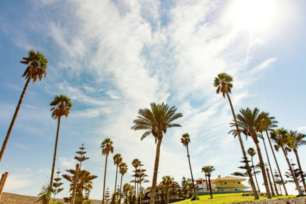 istock palm trees and cloudy sunny sky 522775660