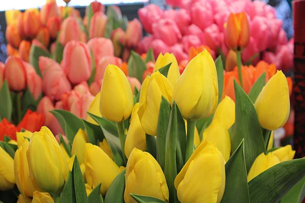istock Tulips for sale 522775756