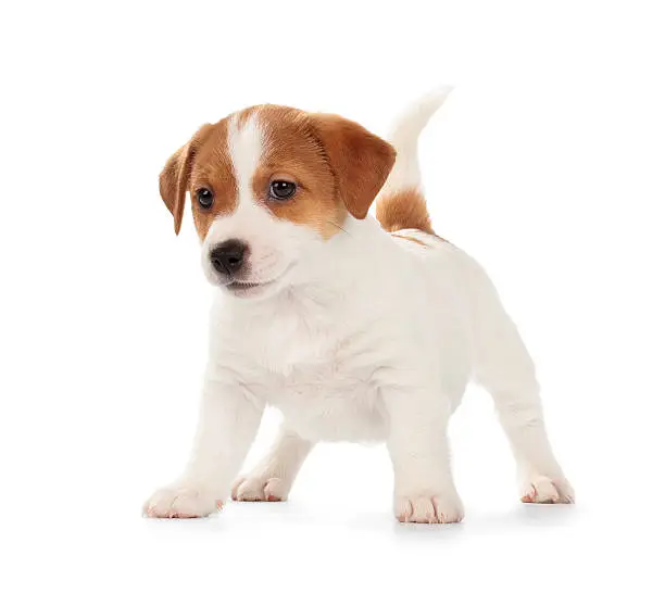 Playful Jack Russell Terrier puppy isolated on white background. Front view, standing, playing.