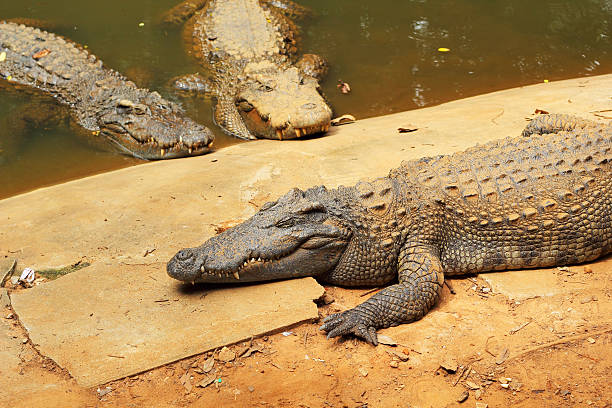 istock Crocodile in the nature 522775989