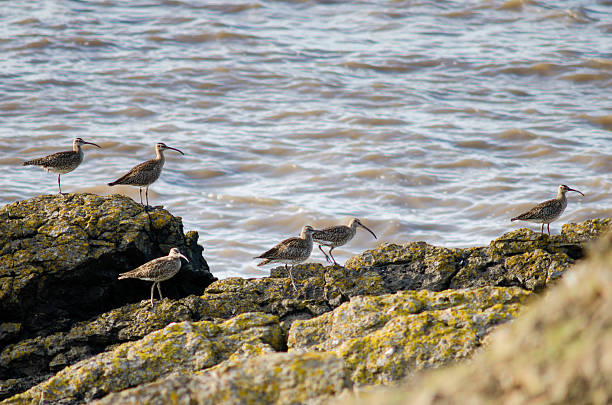 istock Flock of whimbrel (Numenius phaeopus) on rocky coast 522775996