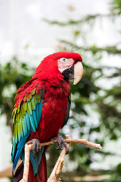 istock Close-up of Bright Red Macaw 522776198