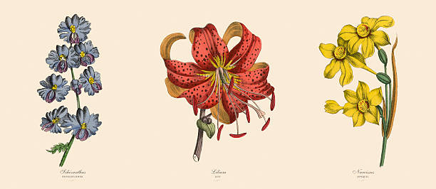 ilustraciones, imágenes clip art, dibujos animados e iconos de stock de fringeflower, lirio y narciso plantas, victoriana botánico medio - daffodil stem yellow spring