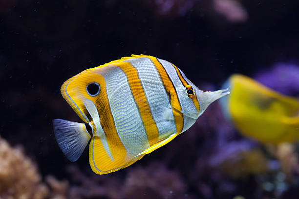 chelmon ryba motyl (chelmon rostratus). - copperband butterflyfish zdjęcia i obrazy z banku zdjęć