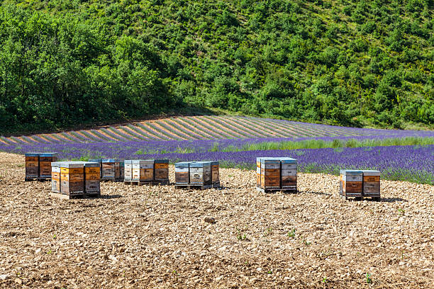 istock Beehive close to lavander field 522776467