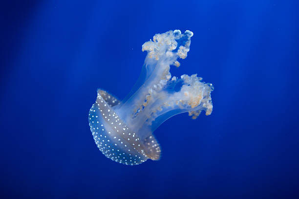 branco-manchado medusas (phyllorhiza punctata). - white spotted jellyfish imagens e fotografias de stock