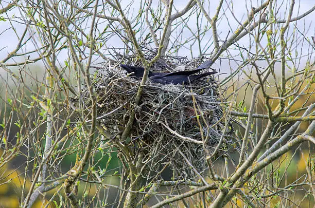 Large black bird settled on nest of sticks at dusk, incorporating lost fishing fishing materials