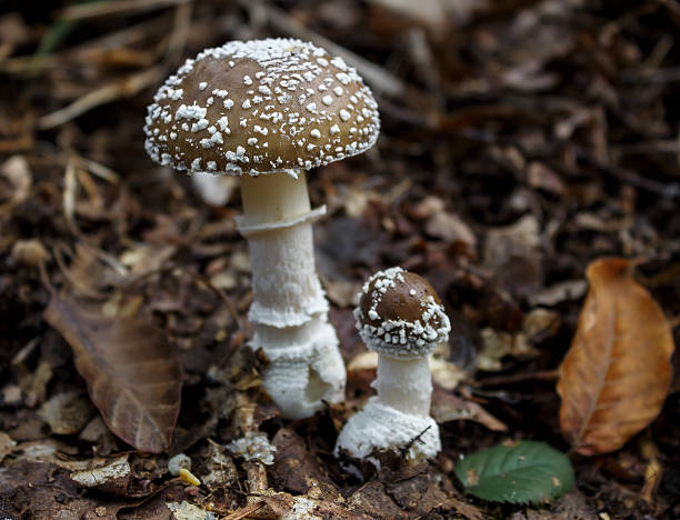 Amanita wild fungi mycology photos stock pictures, royalty-free photos & images