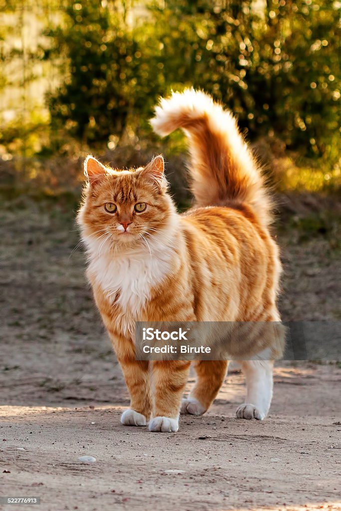 Ginger furry cat Ginger furry cat standing in the yard Animal Stock Photo