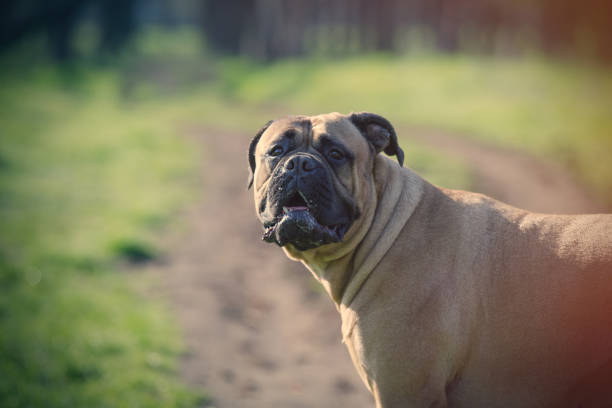 foto de cão - bull mastiff imagens e fotografias de stock