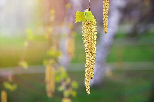 birch gustativas - forest flower aments blossom - fotografias e filmes do acervo