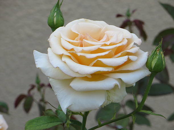 istock field of white roses (Rosaceae) 522778119