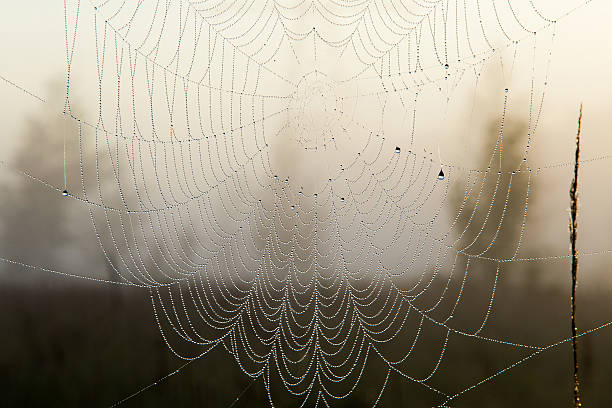 istock thick fog in the grove 522778293