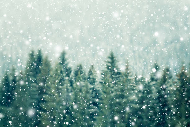 Winter background Winter background evergreen tree stock pictures, royalty-free photos & images