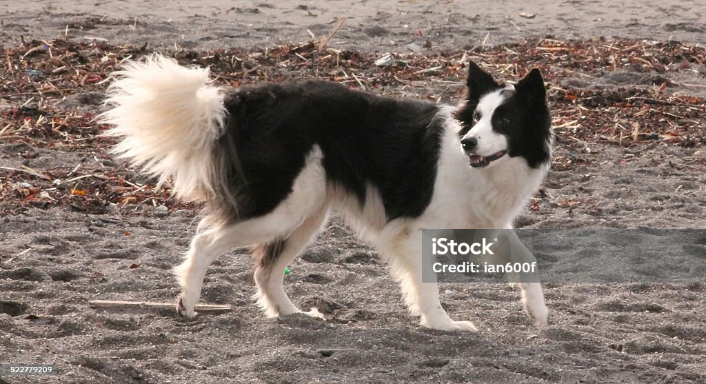 On your marks. A border Collie prepares to chase the ball that his master is about to throw along the beach. Border Collie Stock Photo