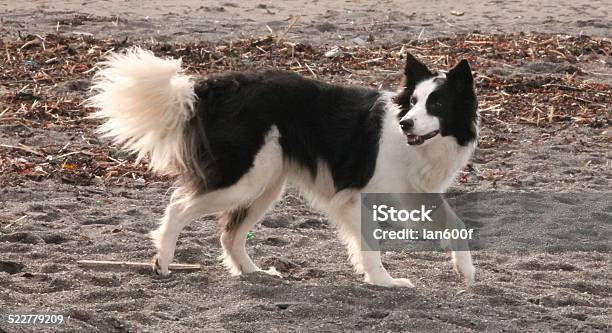 On Your Marks Stock Photo - Download Image Now - Border Collie, Alertness, Animal