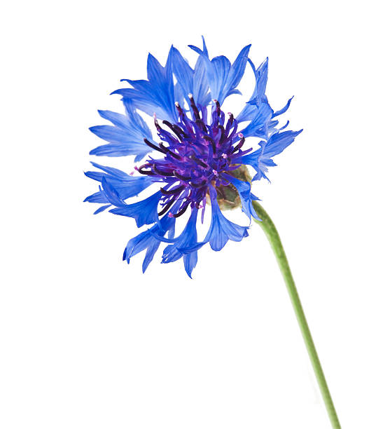 istock Blue and Cyan Colored Cornflower Isolated on White 522779825