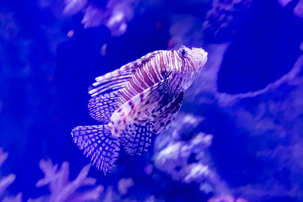 A Beautiful striped fish in the aquarium
