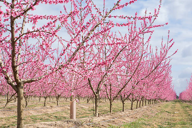 istock Peach plantation in blossom, Spain 522780612