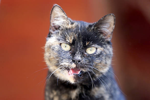 istock Head shot of a tabby cat with green eyes 522780758
