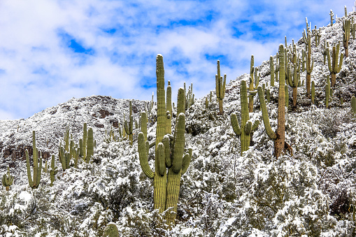 closeup view of a prickly pear cactus