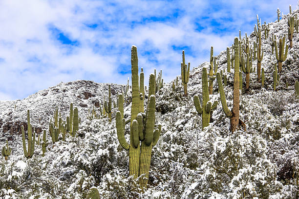 saguaro cactus in snow. winter desert scene - saguaro kaktüsü stok fotoğraflar ve resimler