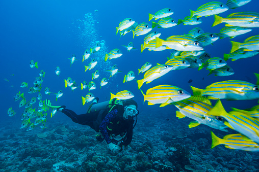 A school of bluestripe snappers (Lutjanus rufolineatus) and a female diver in Palau, Micronesia