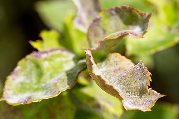 istock Pests, plants diseases. Powdery mildew close-up 522780794