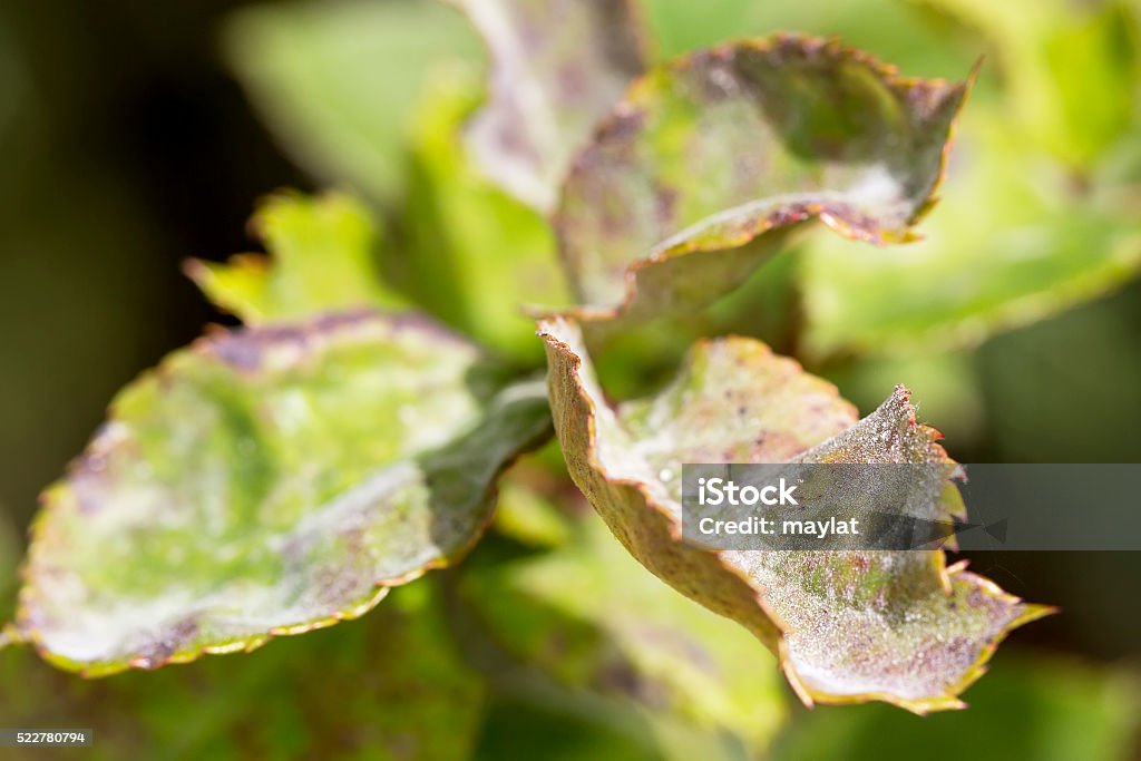 Pests, plants diseases. Powdery mildew close-up Pests, plants diseases. Powdery mildew close-up. Palm Tree Stock Photo