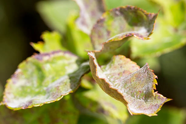 Pests, plants diseases. Powdery mildew close-up Pests, plants diseases. Powdery mildew close-up. black fly photos stock pictures, royalty-free photos & images