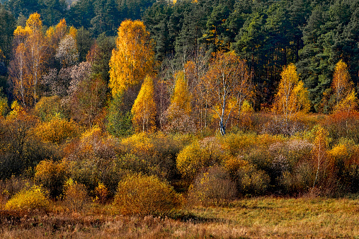 beautiful colorful autumn park in sunny day