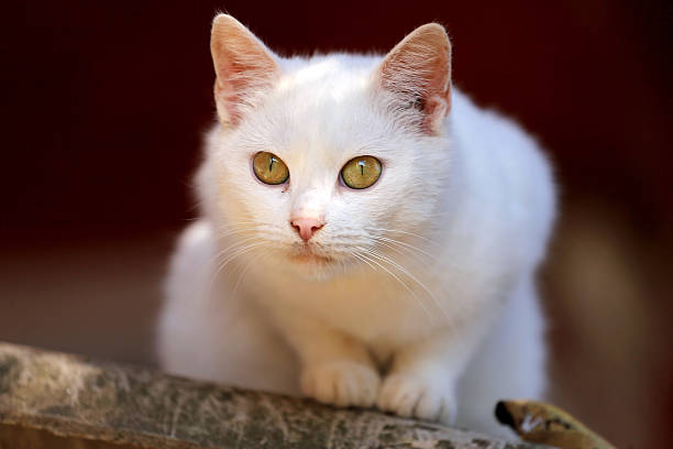 istock Portrait of a white  cat with green eyes 522780996