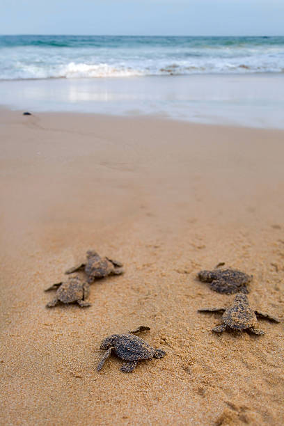 istock Baby turtles making it's way to the ocean 522781261