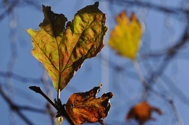 istock Golden maple leaves and blue sky in Autumn 522781317