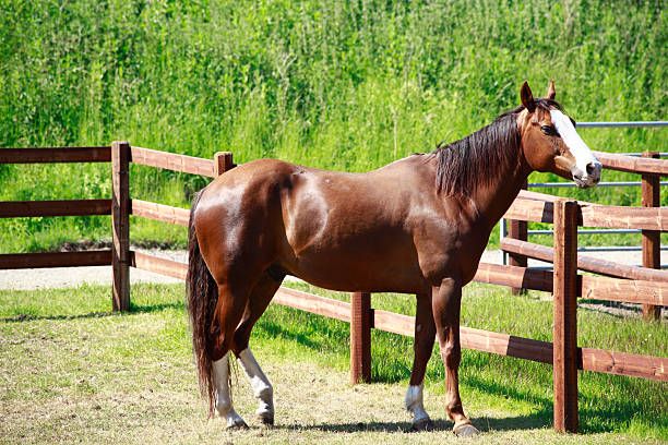 istock horse in field 522781335