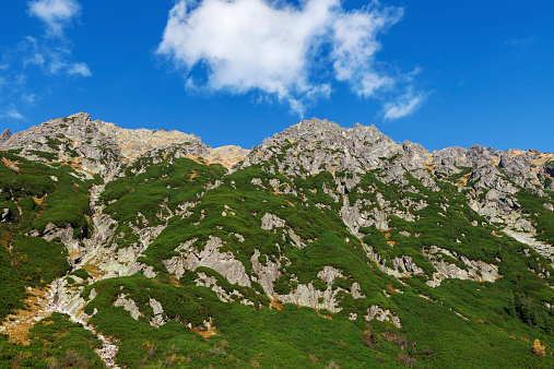 Blue sky over mountain slope covered with mountain pine - carpathian region, Tatry mountains, Poland.